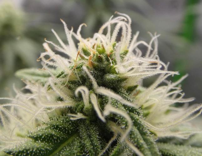 Blueberry - QCS. Week 9