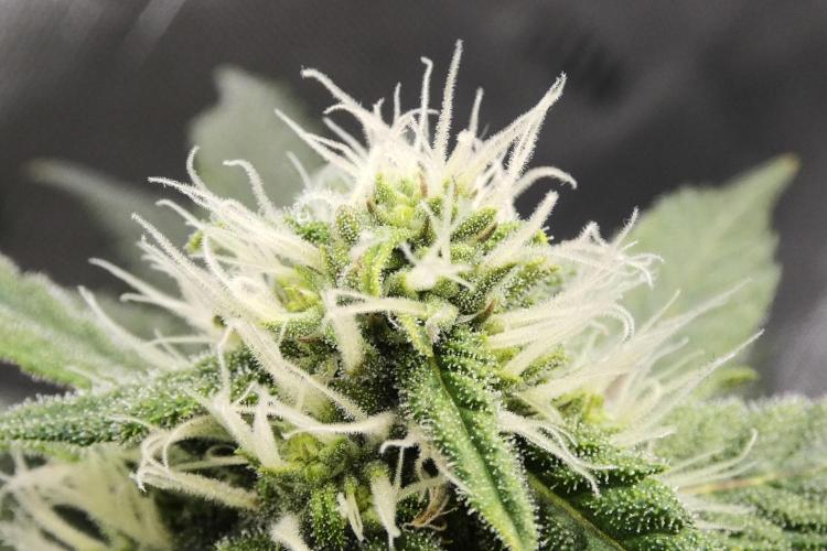 Blueberry - QCS. Week 9