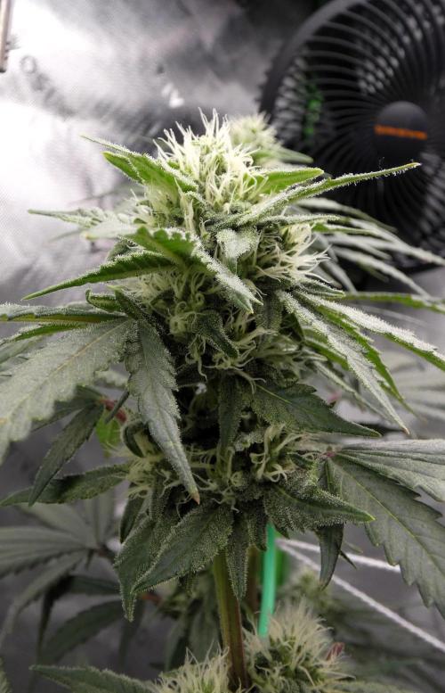Blueberry - QCS. Week 9