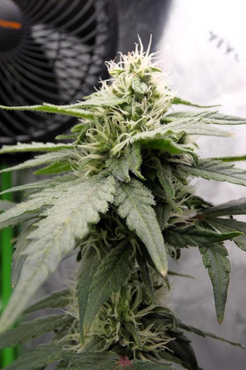 Blueberry - QCS. Week 9