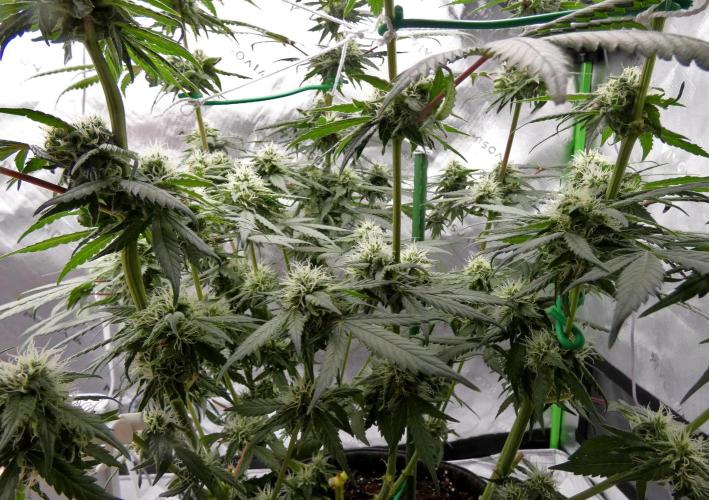 Blueberry - QCS. Week 9