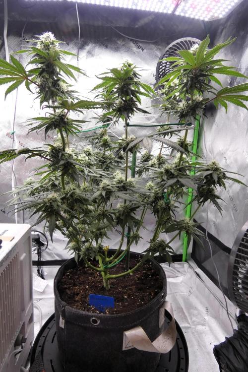 Blueberry - QCS. Week 9