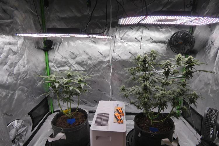 Blueberry - QCS. Week 9