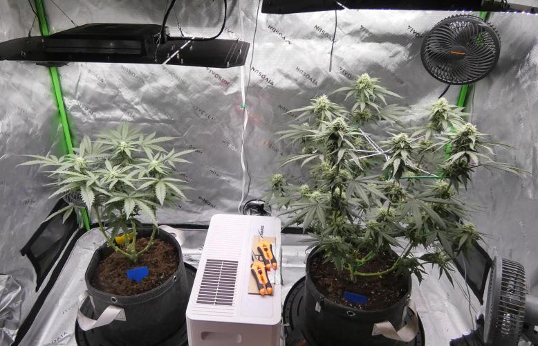 Blueberry - QCS. Week 9