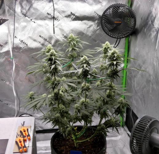 Blueberry - QCS. Week 9