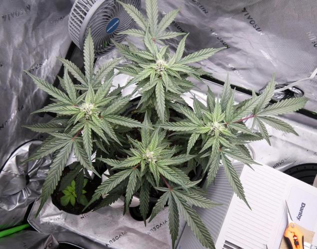Four Banger. Week 9