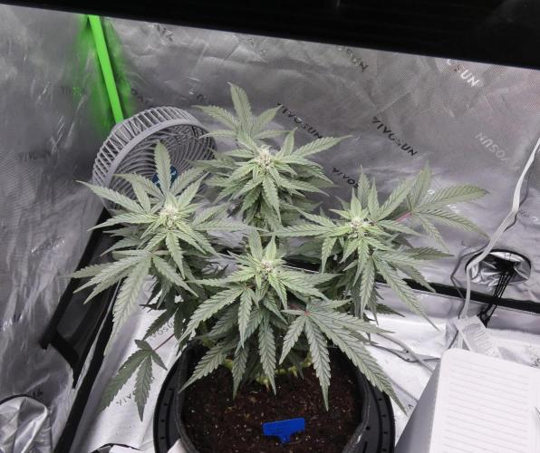 Four Banger. Week 9