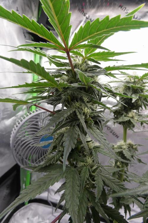 Four Banger. Week 9