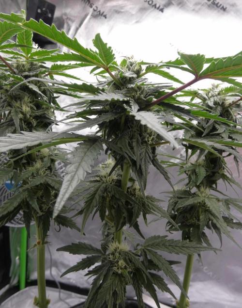 Four Banger. Week 9