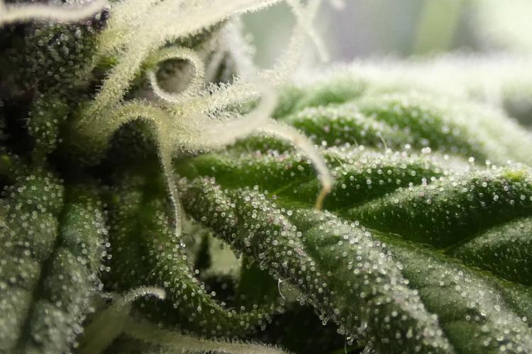 Four Banger. Week 9 - purple trichomes!