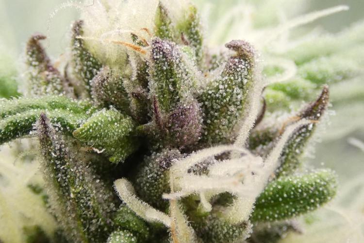 Four Banger. Week 9 - purple trichomes!