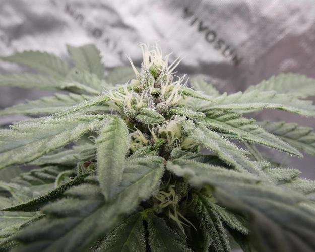 Four Banger. Week 9