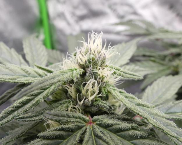 Four Banger. Week 9