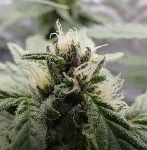 Four Banger. Week 9