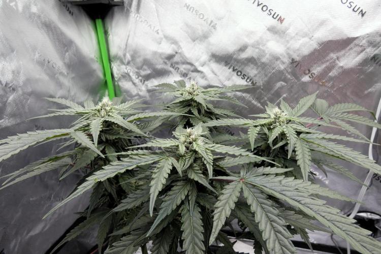 Four Banger. Week 9