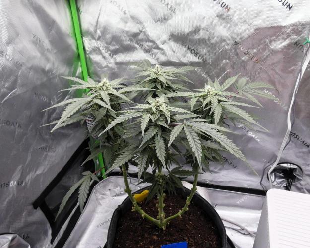 Four Banger. Week 9
