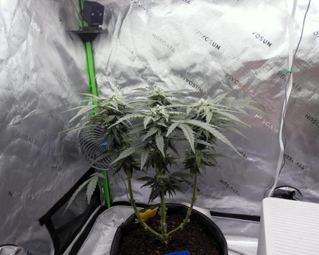 Four Banger. Week 9