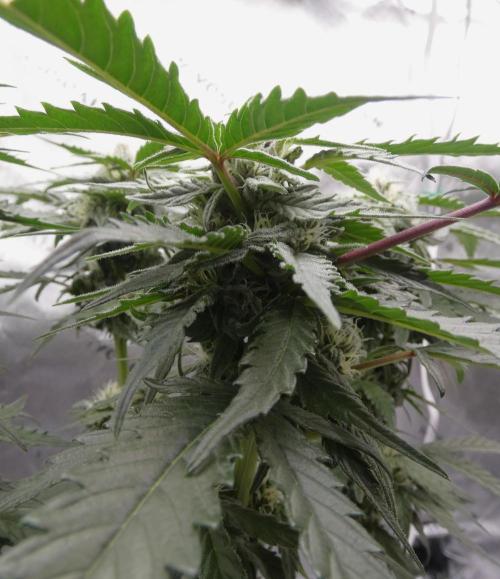 Four Banger. Week 9