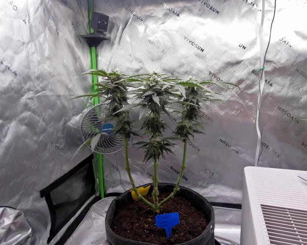 Four Banger. Week 9