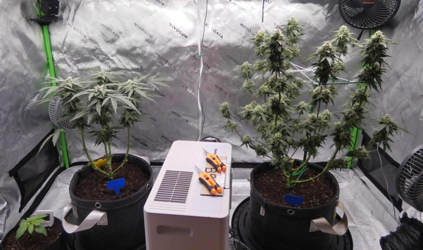 Four Banger. Week 9