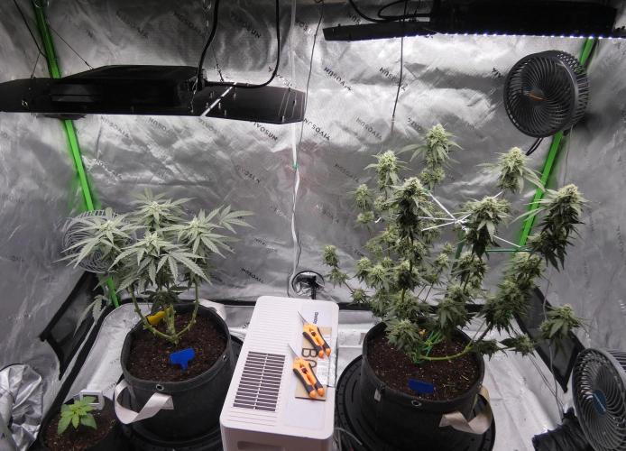 Four Banger. Week 9