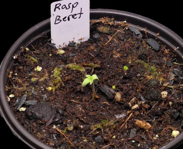 Raspberry Beret (Indica Pheno). Week 0