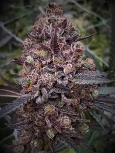 Raspberry Beret (Indica Pheno). Week 0