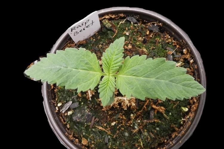 Raspberry Beret (Indica Pheno). Week 1 - day 7