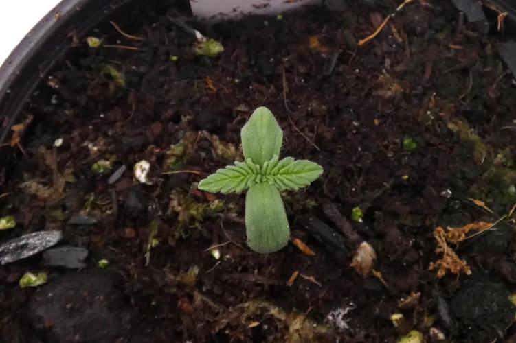 Raspberry Beret (Indica Pheno). Week 1 - day 1