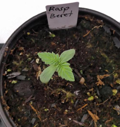 Raspberry Beret (Indica Pheno). Week 1 - day 2
