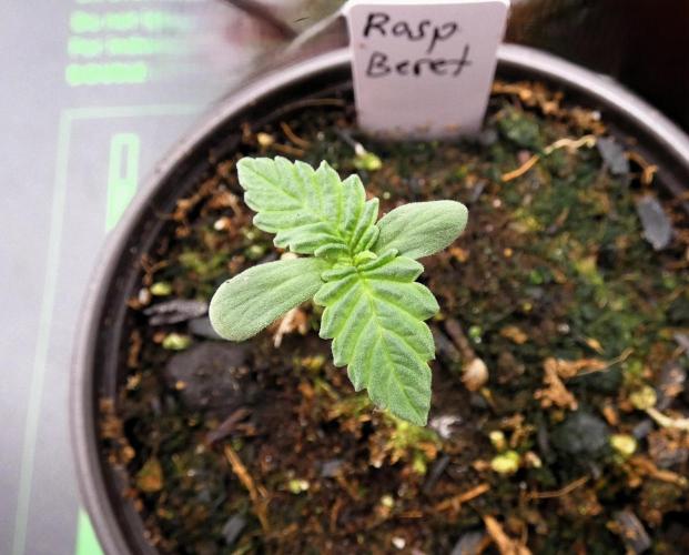 Raspberry Beret (Indica Pheno). Week 1 - day 3