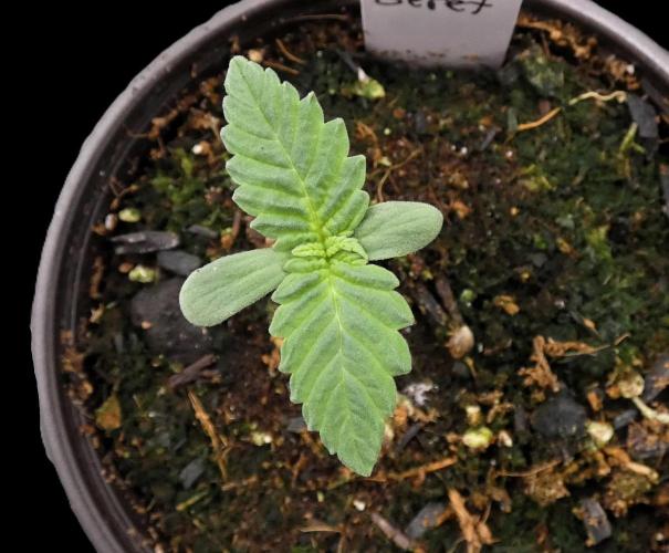Raspberry Beret (Indica Pheno). Week 1 - day 4