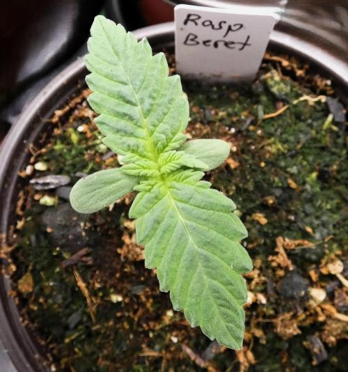 Raspberry Beret (Indica Pheno). Week 1 - day 5