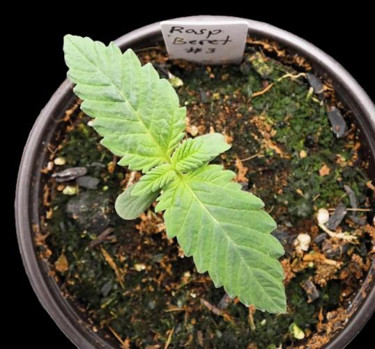 Raspberry Beret (Indica Pheno). Week 1 - day 6