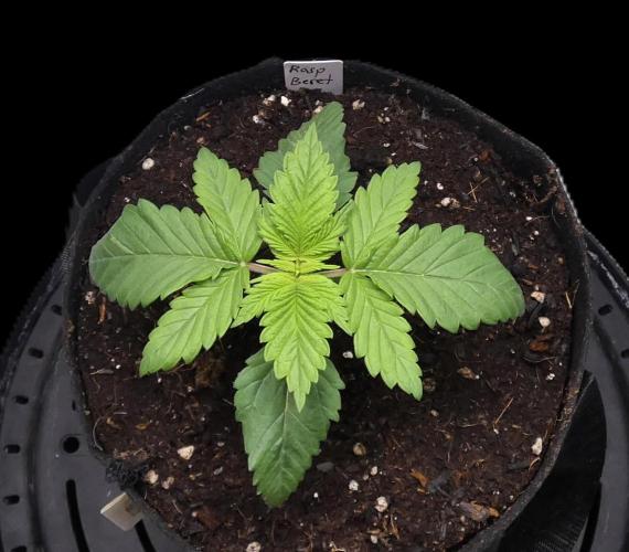 Raspberry Beret (Indica Pheno). Week 2
