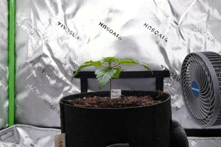 Raspberry Beret (Indica Pheno). Week 2