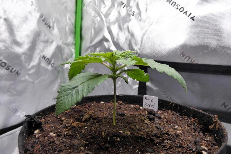 Raspberry Beret (Indica Pheno). Week 2