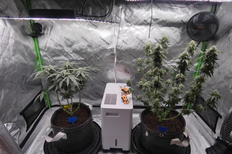 Blueberry - QCS. Week 10