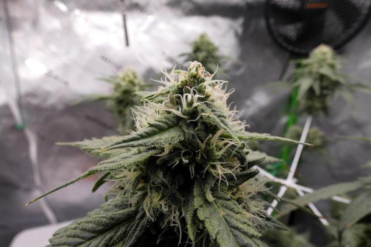 Blueberry - QCS. Week 10