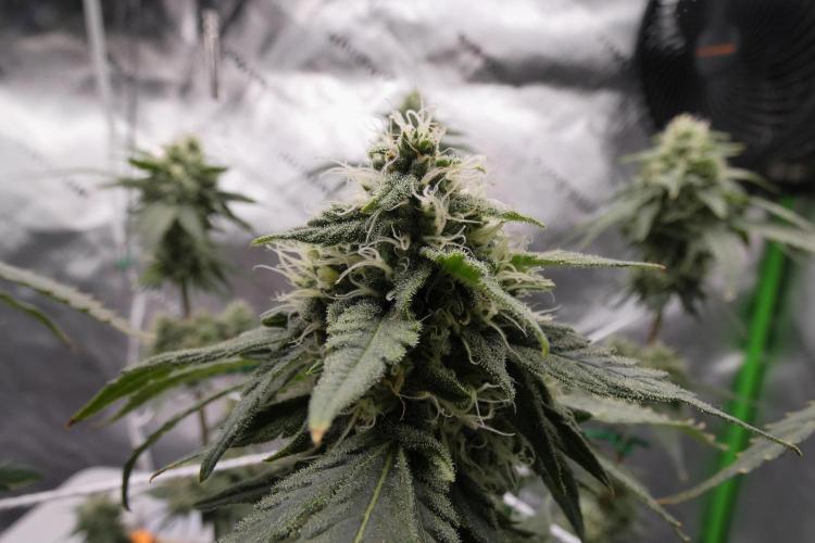 Blueberry - QCS. Week 10