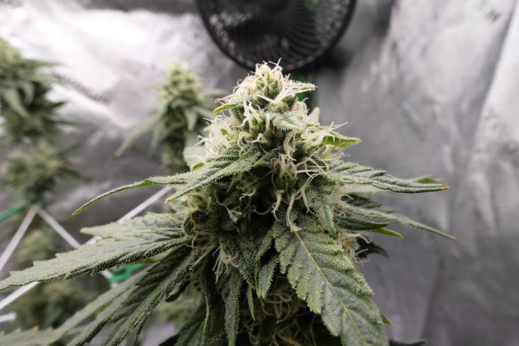 Blueberry - QCS. Week 10