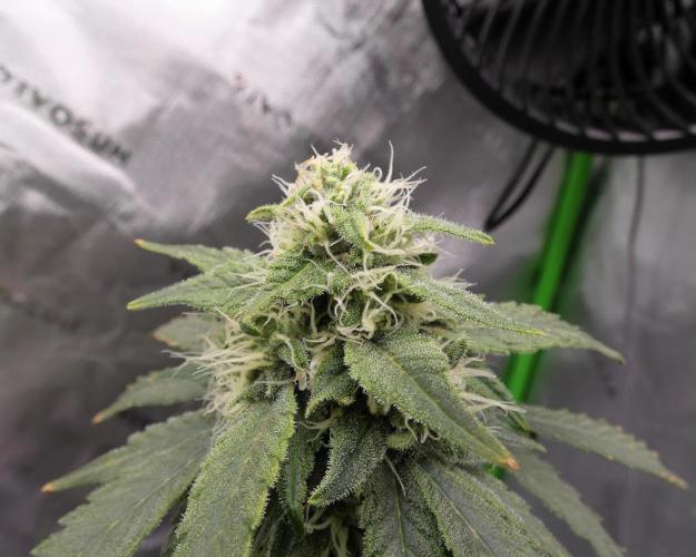 Blueberry - QCS. Week 10