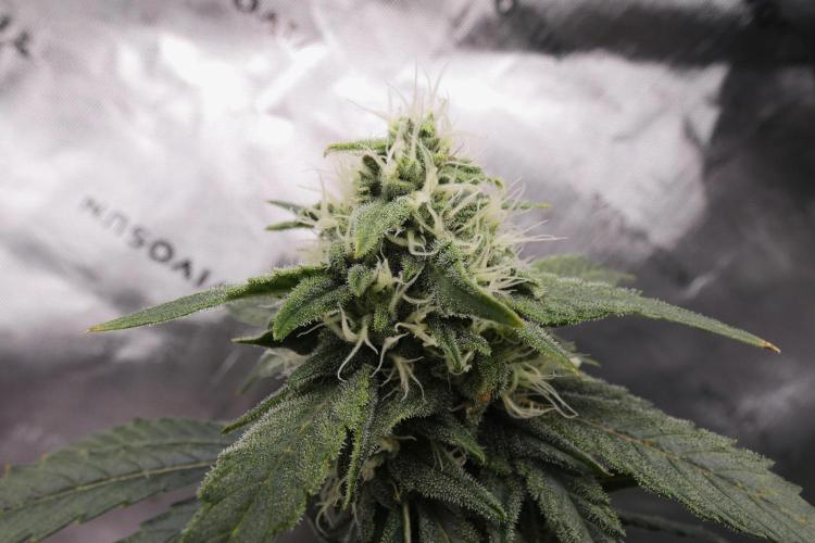 Blueberry - QCS. Week 10
