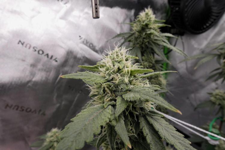 Blueberry - QCS. Week 10
