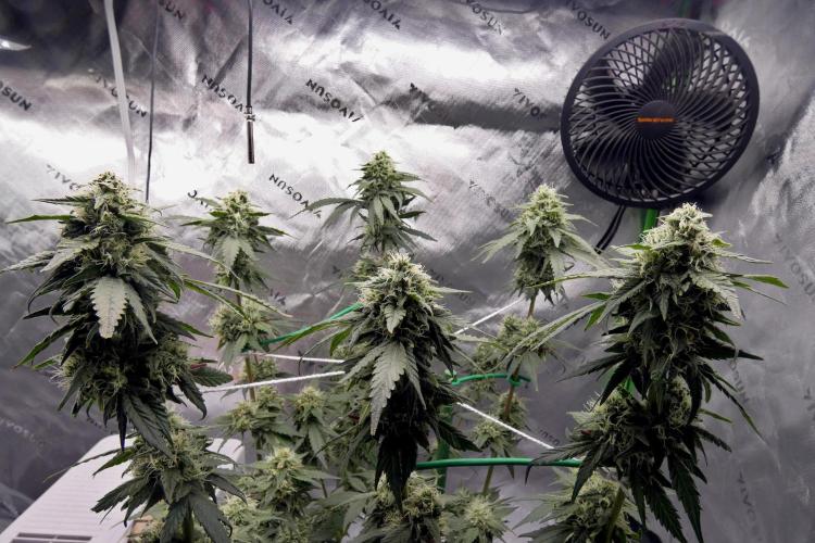 Blueberry - QCS. Week 10