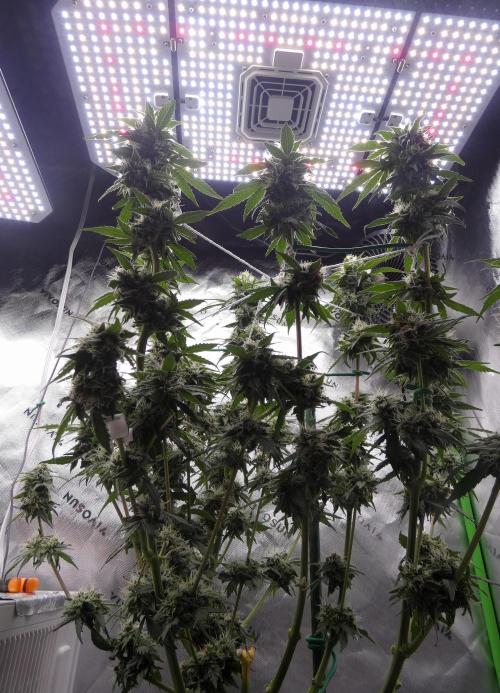 Blueberry - QCS. Week 10