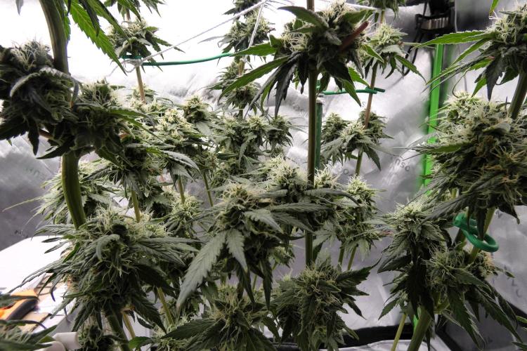 Blueberry - QCS. Week 10