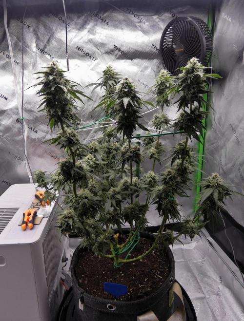 Blueberry - QCS. Week 10
