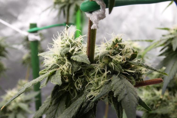 Blueberry - QCS. Week 10