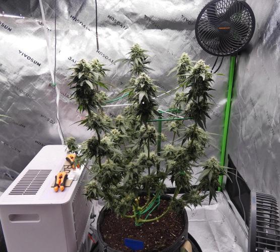 Blueberry - QCS. Week 10
